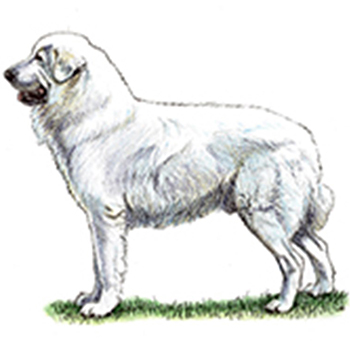 Maremma Sheepdog - Click Image to Close